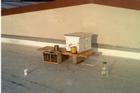 10,000 bees make up the first hive on the roof of the SIS building. Photo by Lindsay Booth.